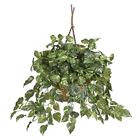 2ft. Pothos In Hanging Basket