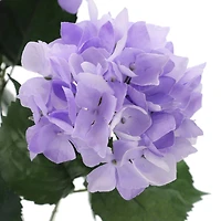 Purple Hydrangea Bush by Ashland®