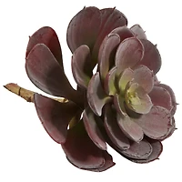 Burgundy Echeveria Succulent Pick, 12ct.