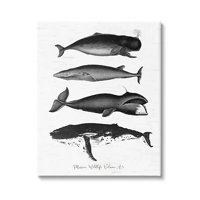 Stupell Industries Marine Wildlife Whales Drawings Diagram Canvas Wall Art