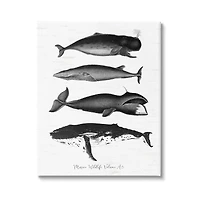 Stupell Industries Marine Wildlife Whales Drawings Diagram Canvas Wall Art