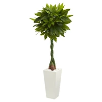 5.5ft. Money Tree in White Tower Planter