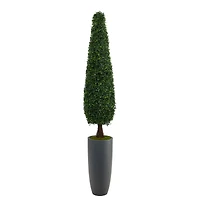 6ft. Boxwood Topiary in Tall Gray Planter
