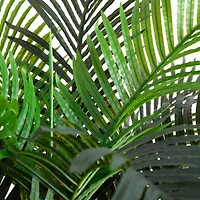 7ft. Potted Coconut Palm Tree