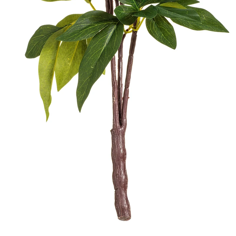 Cream & Pink Peony Bush