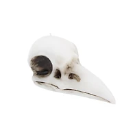 Crow Skull Shaped Candle by Ashland®