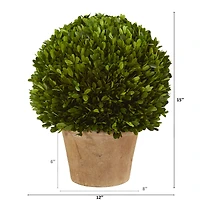 15'' Boxwood Ball Preserved Plant in Brown Planter
