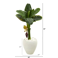 3ft. Banana Tree in White Planter