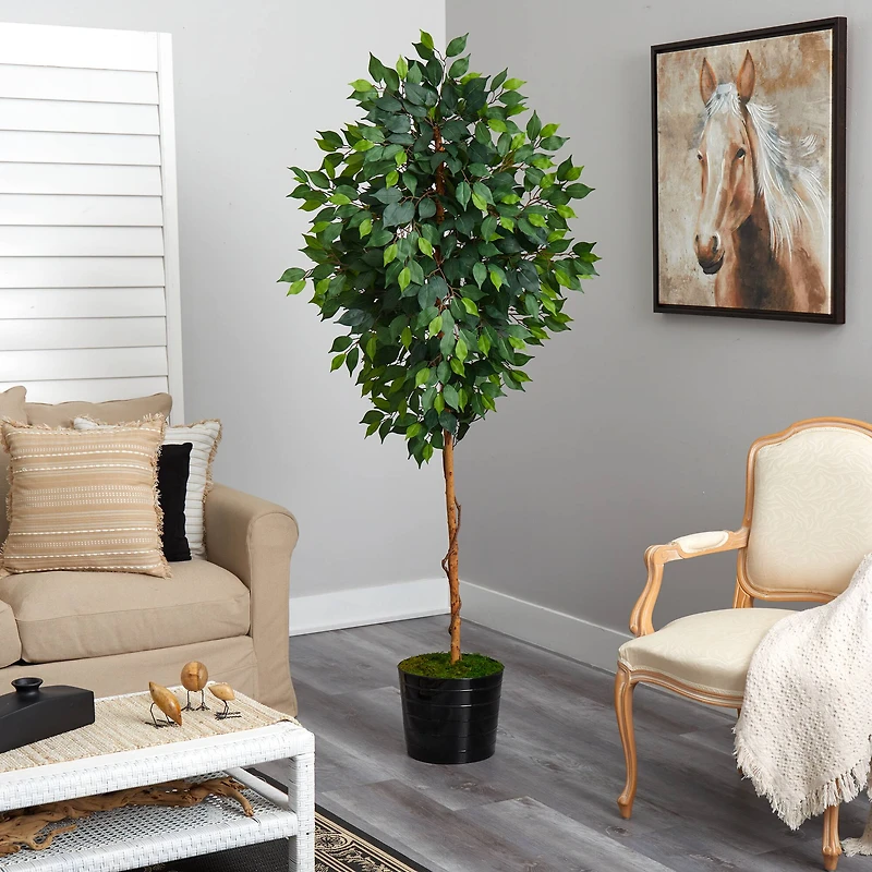 6ft. Ficus Tree in Black Tin Planter