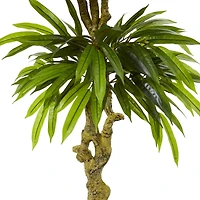 4.5ft. Potted Mango Tree