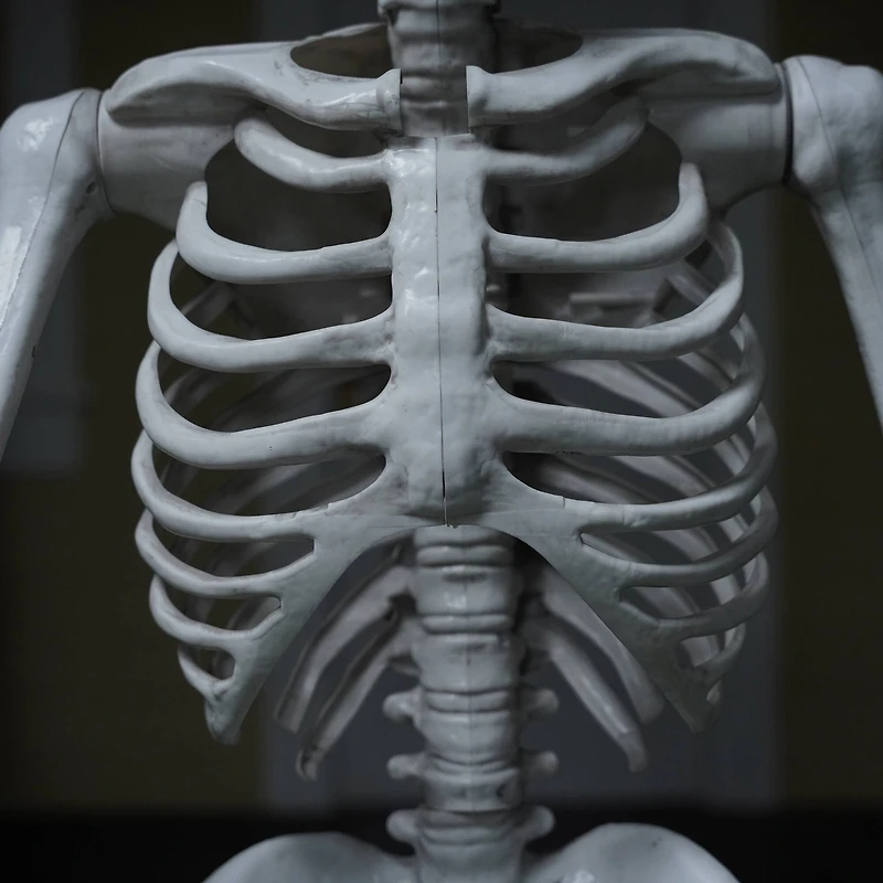 5ft. Skeleton with Red Light-Up Eyes by Ashland®