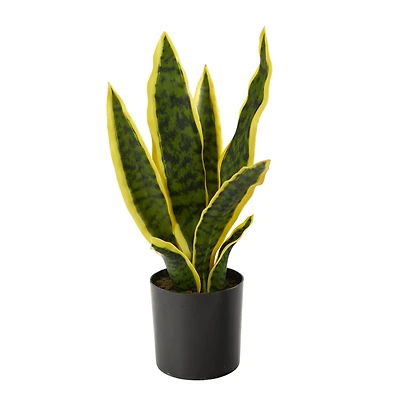 14" Potted Variegated Snake Plant