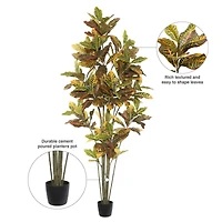 7ft. Potted Green & Orange Croton Tree