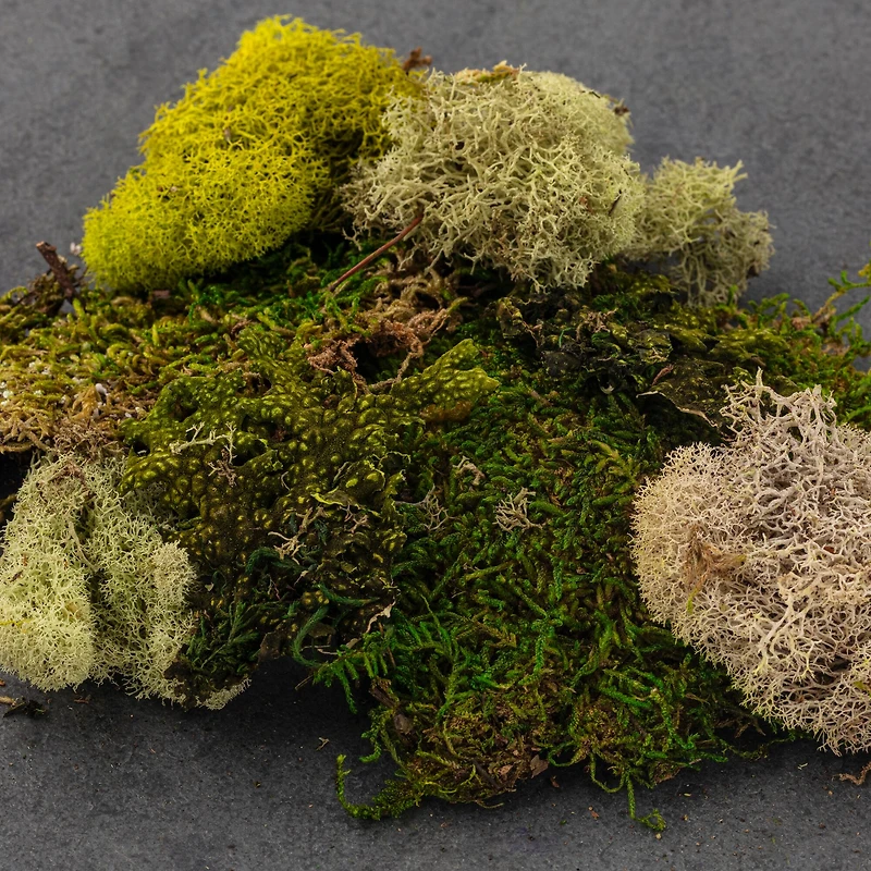 Moss Variety Pack by Ashland®