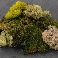 Moss Variety Pack by Ashland®