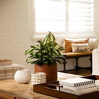 20" Artificial Golden Dieffenbachia Plant, 6ct.