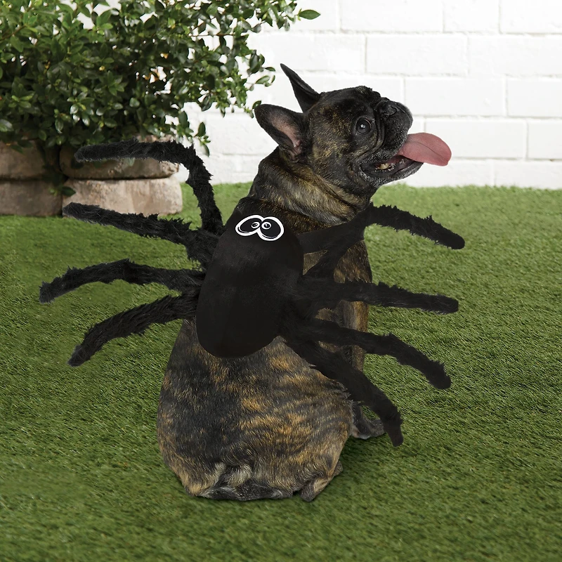 Spider Dog Costume by Ashland®