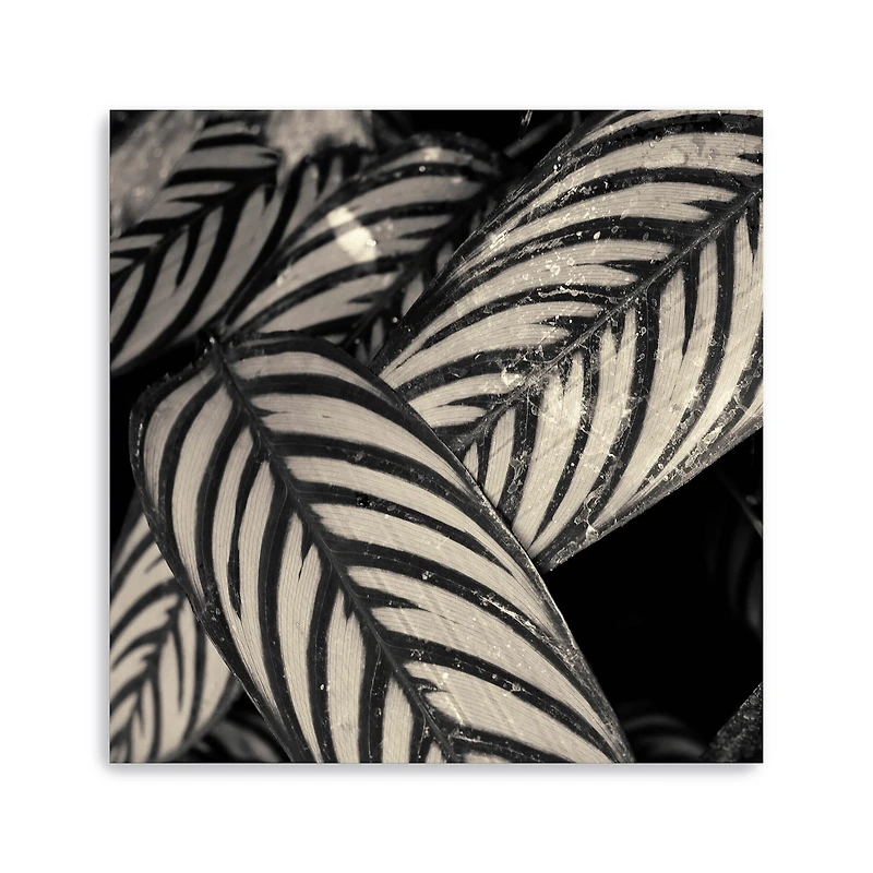 Varigated Leaves No. 2 Canvas Giclee