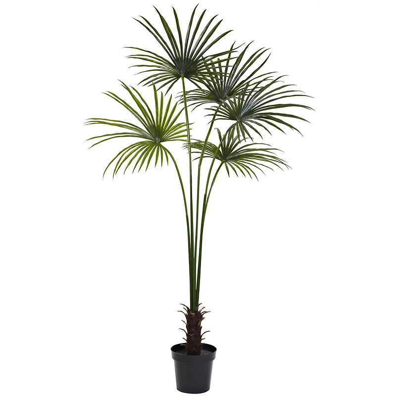 7ft. Potted Fan Palm Tree