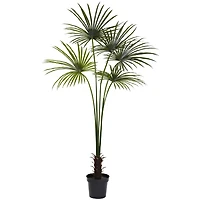 7ft. Potted Fan Palm Tree 