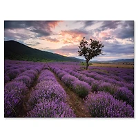 Designart - Lavender Field At Dawn III