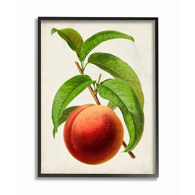 Stupell Industries Vintage Fruit Peach Painting in Black Frame Wall Art