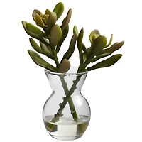 Succulent Arrangements in Vases 3ct.