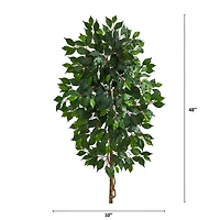4ft. Single Ficus Tree