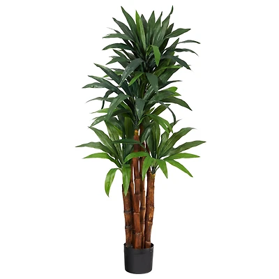 4.5ft. Potted Dragon Tree with Natural Trunk