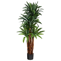 4.5ft. Potted Dragon Tree with Natural Trunk