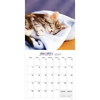 TF Publishing 2024 Cat Dreams Wall Calendar