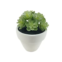 Assorted Micro Potted Succulent, 1pc. by Ashland®