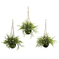 9'' Mini Ruscus, Sedum & Asparagus Fern Hanging Basket, 3ct.