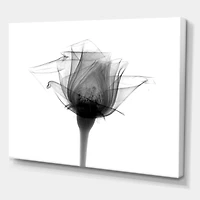 Designart - Rose #10 X-Ray
