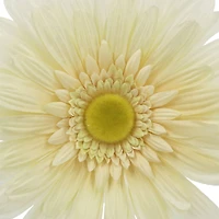 7.5" Daisy Floral Accent by Ashland