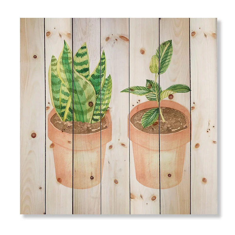 Designart - Sansevieria & Ficus Indoor Green Home House Plants