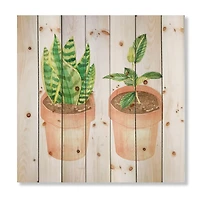 Designart - Sansevieria & Ficus Indoor Green Home House Plants