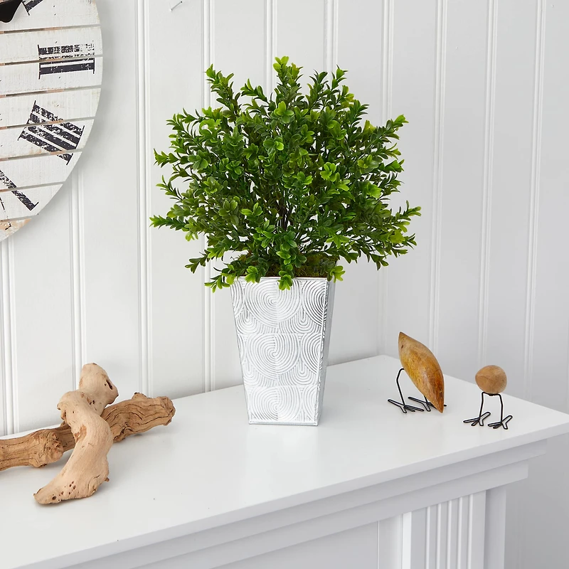 19in. Boxwood Plant in Embossed White Planter