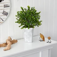 19in. Boxwood Plant in Embossed White Planter