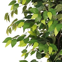 6ft. Artificial Ficus Microcarpa Tree in White Decorative Pot