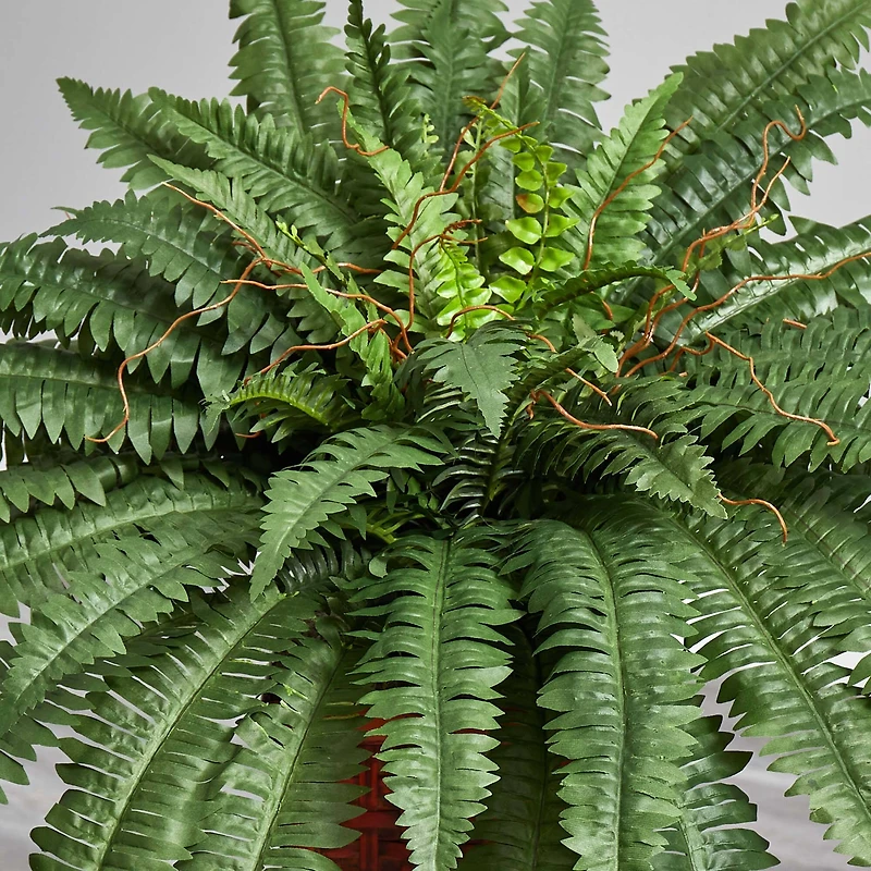 2.5ft. Boston Fern in Wood Vase