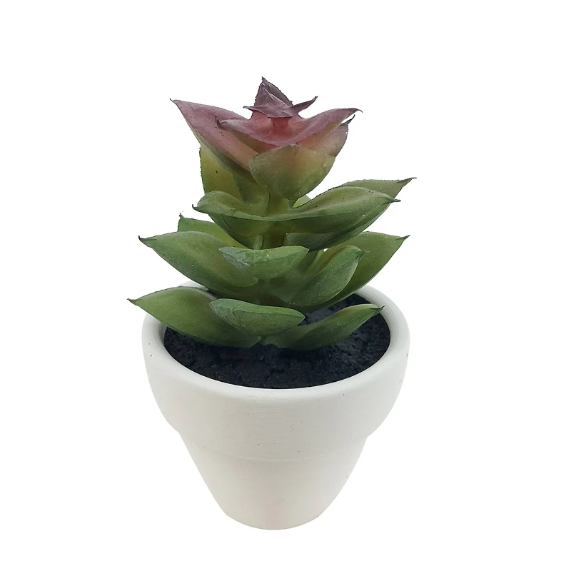 Assorted Micro Premade Succulent, 1pc. by Ashland®