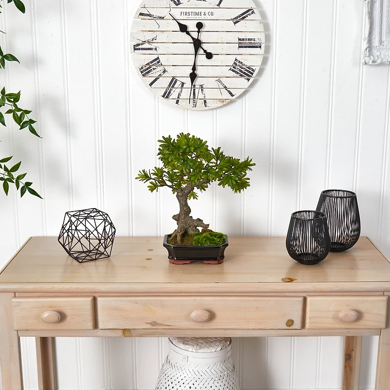 14" Plum Pine Bonsai in Ceramic Planter