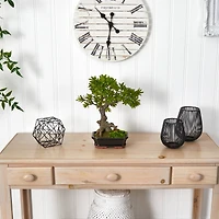 14" Plum Pine Bonsai in Ceramic Planter