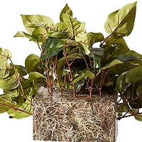 15" Pothos Ledge Plant