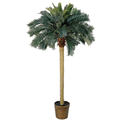 6ft. Sago Palm Tree in Wicker Basket Pot