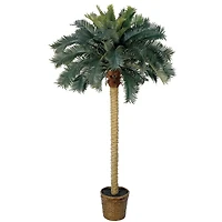 6ft. Sago Palm Tree in Wicker Basket Pot