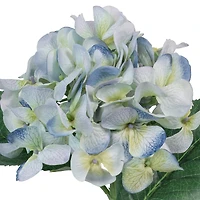 12 Pack: Blue & Green Hydrangea Stem by Ashland®