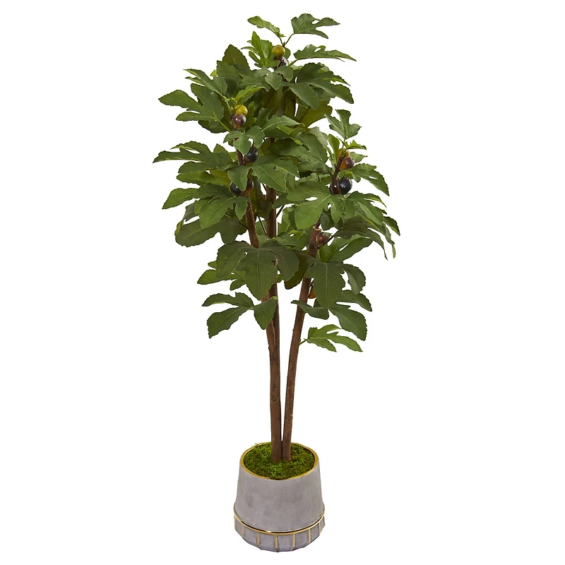 4ft. Fig Tree in Stoneware Vase