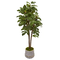 4ft. Fig Tree in Stoneware Vase